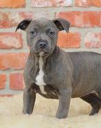 Amerikaanse Stafford pup, Dieren en Toebehoren, Parvo, België, 8 tot 15 weken, American Staffordshire Terriër