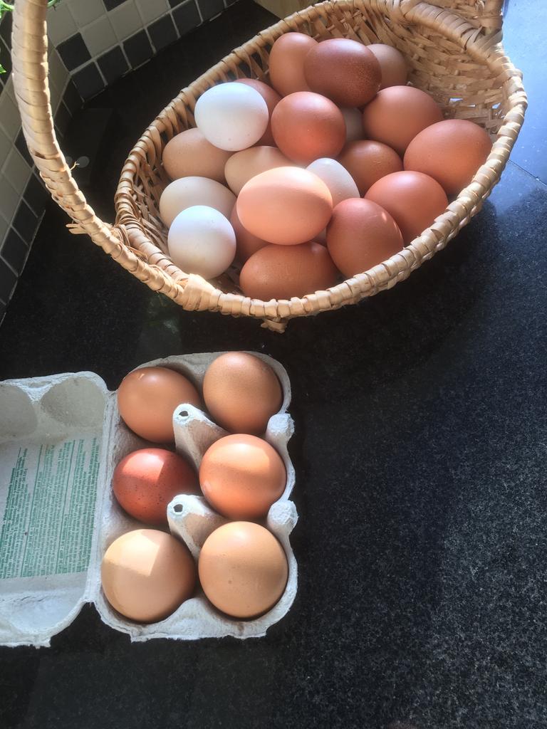 Verse bio eieren te koop