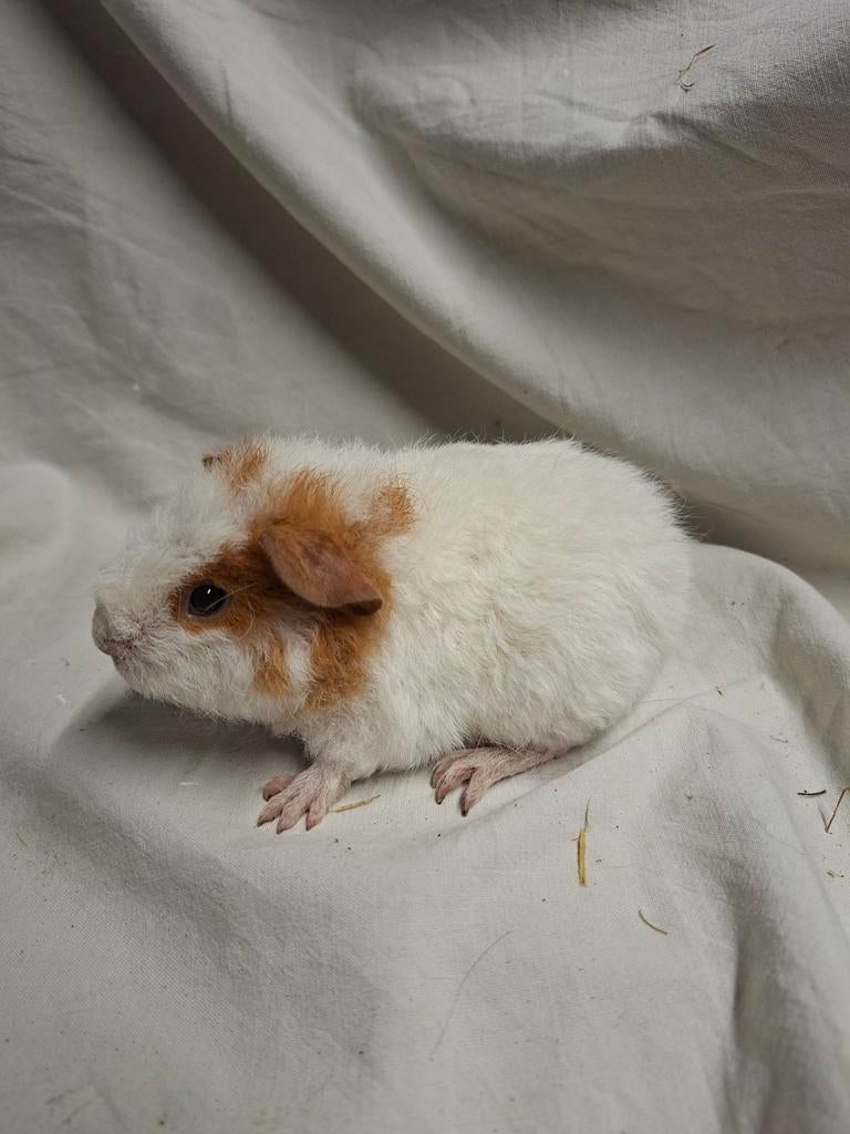 Buff bont US teddy beertje, Animaux & Accessoires, Reptiles & Amphibiens