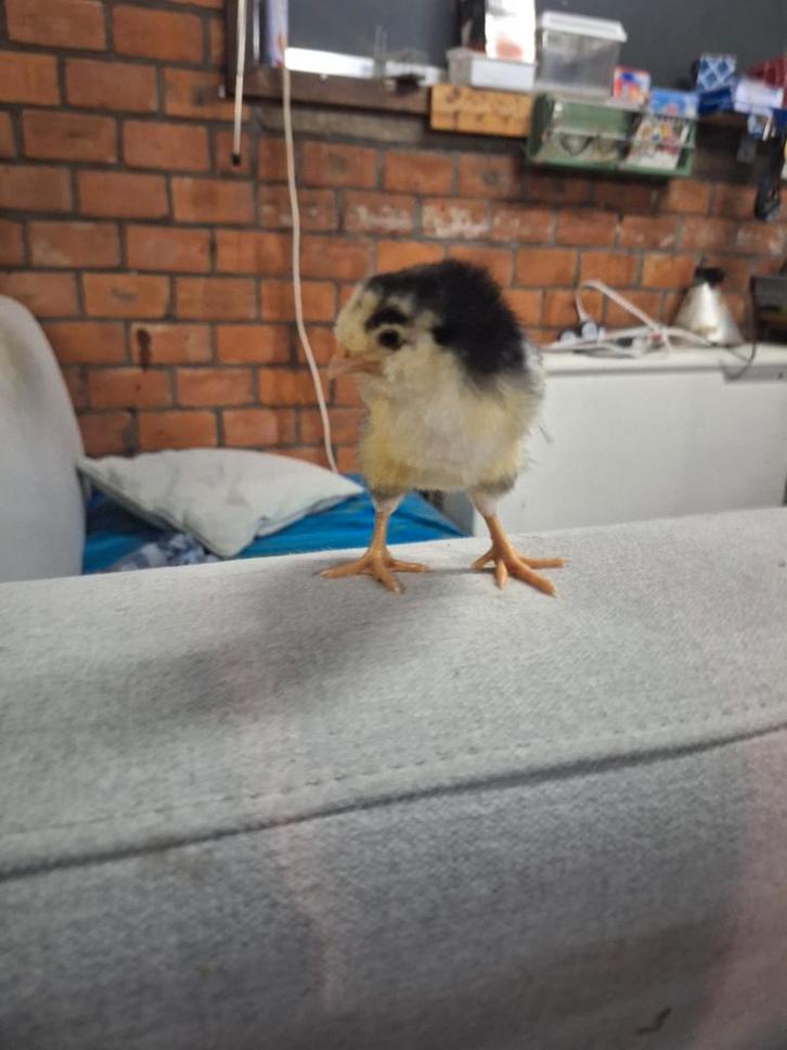 Groenlegger kuikens, Dieren en Toebehoren, Pluimvee, Kip, Geslacht onbekend