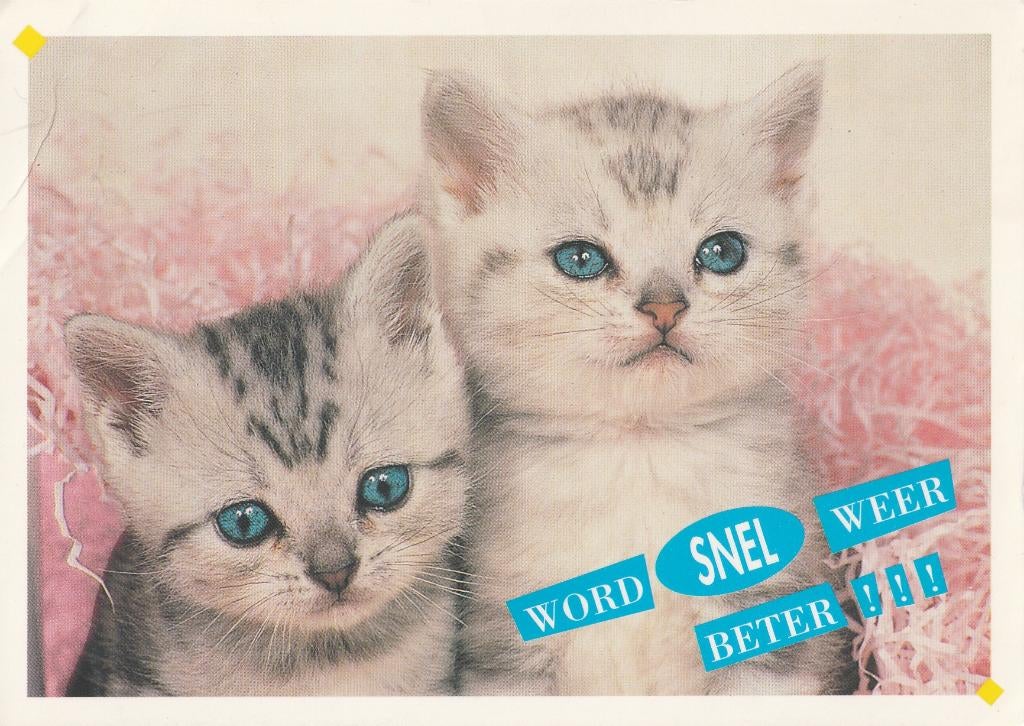 KATTEN    10   + Mooie postzegel !, Collections, Cartes postales | Animaux, Envoi, 1980 à nos jours, Affranchie, Chien ou Chat