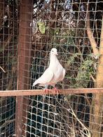 Witte duivin, Dieren en Toebehoren, Vrouwelijk, Overige soorten