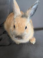 Konijntje, Dieren en Toebehoren, Vrouwelijk, Klein, 0 tot 2 jaar
