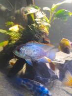 Electric Blue Acara, Dieren en Toebehoren, Vissen | Aquariumvissen