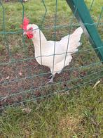 Poule de bresse hennen, Vrouwelijk, Kip