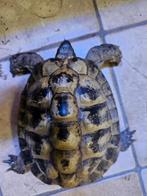 3 Male tortue hermanni boettgeri adulte, Animaux & Accessoires, Tortue