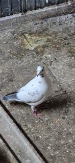 2 vrouwelijke postduiven te koop, 2 mannelijke, Animaux & Accessoires, Oiseaux | Pigeons