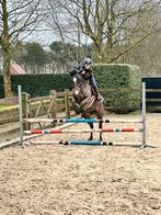 Prachtige d pony, Dieren en Toebehoren, Pony's