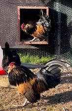 4 haantjes beschikbaar, Dieren en Toebehoren, Pluimvee