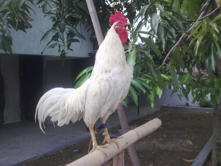 Koppel jonge kuikens van Ayam ketawa