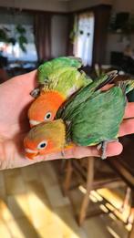 Agapornis Fischeri jongen, Dieren en Toebehoren, Meerdere dieren, Dwergpapegaai of Agapornis, Geringd