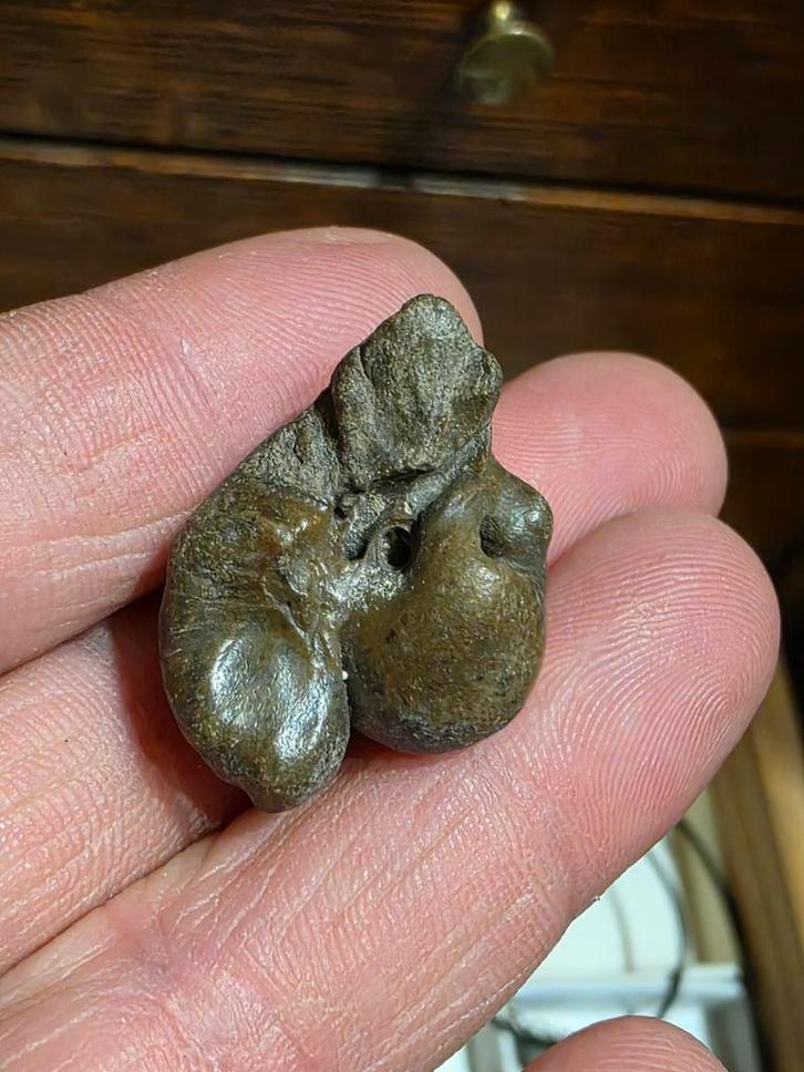 Joli osselet d'Anvers., Collections, Minéraux & Fossiles, Fossile, Enlèvement ou Envoi