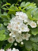 ‼️crataegus monogyna aan promoprijzen ‼️