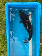 Très beau grand Haijiro 75-80cm, Animaux & Accessoires