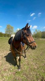 D-pony te koop, Dieren en Toebehoren, Pony's, Gechipt, Ruin, 11 jaar of ouder, Recreatiepony