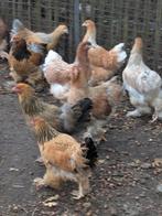 brahma hennen, Dieren en Toebehoren