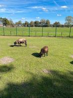 Ouessant bokjes, Mâle, Mouton, 0 à 2 ans