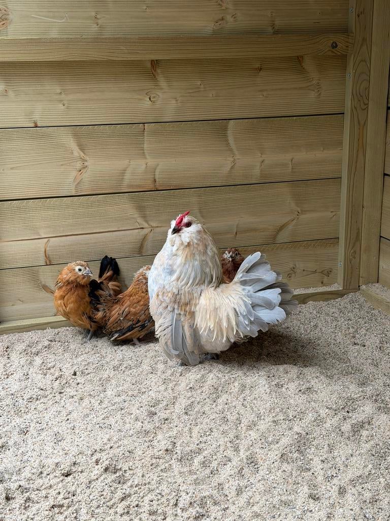 Isabel porselein Antwerpse Baardkriel haan, Mannelijk, Kip