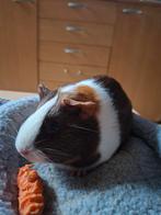 Cochon d'Inde à vendre, Animaux & Accessoires, Domestique, Septembre, Cobaye, Femelle