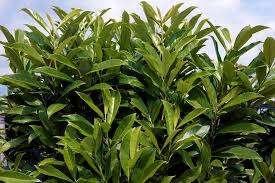 laurierkers, Tuin en Terras, Planten | Struiken en Hagen, Laurier, Ophalen