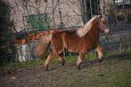 Grand, correct, super brun Shetland, Animaux & Accessoires, Poneys, B, Hongre, Poney de récréation, 3 à 6 ans