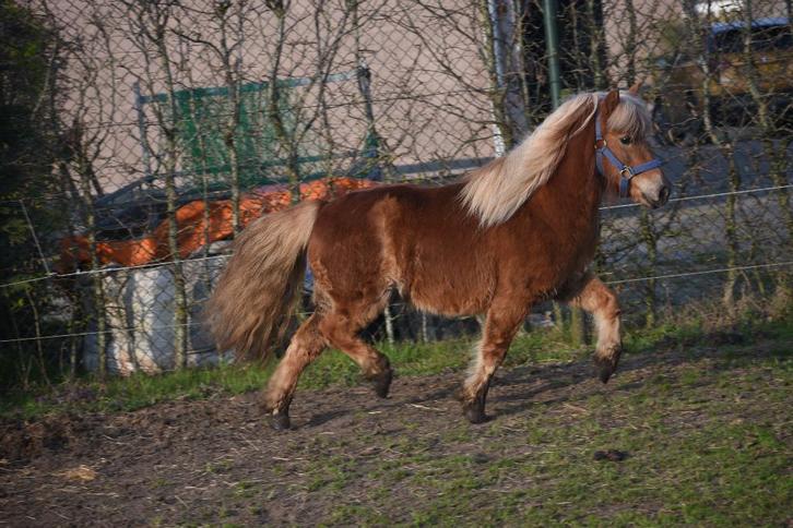 Grand, correct, super brun Shetland, Animaux & Accessoires, Poneys, Hongre, B, Poney A (jusqu'à 1.17 m), Poney de récréation, 3 à 6 ans