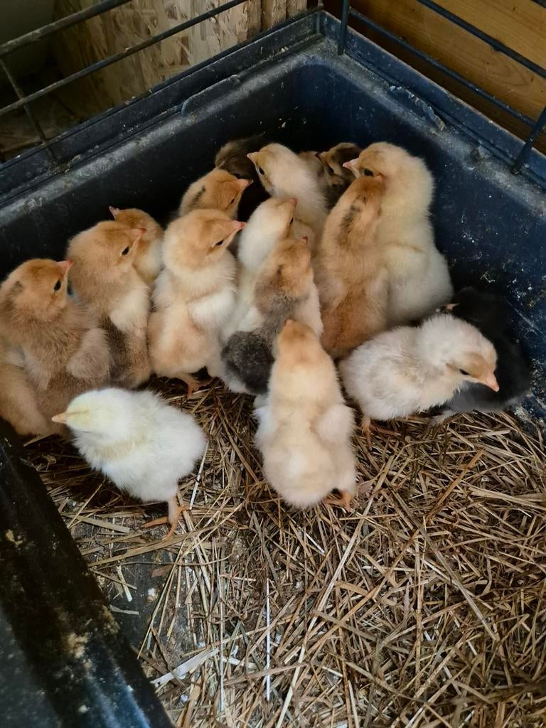 Pasgeboren Brahma kuikens, Dieren en Toebehoren, Pluimvee, Geslacht onbekend, Kip