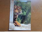 2 postkaarten Zoo Stuttgart - Tijgers, Verzamelen, Postkaarten | Dieren, Ophalen of Verzenden, Gelopen, Wild dier