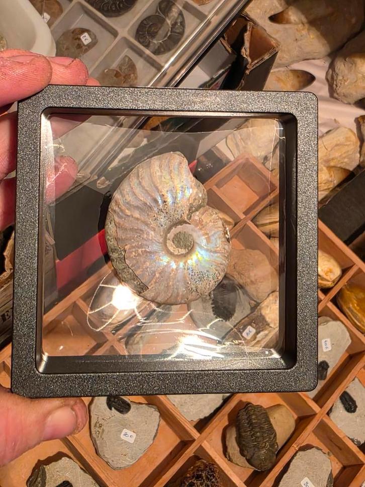 Belle ammonite avec nacre de Madagascar., Collections, Minéraux & Fossiles, Fossile, Enlèvement ou Envoi