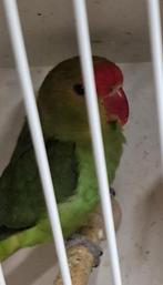 Taranta 2022 et 2025, Animaux & Accessoires, Mâle, Perroquet nain ou Inséparable, Bagué