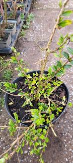 Lonicera, Tuin en Terras, Ophalen
