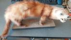 Taxidermie Furet empaillé, Collections, Collections Animaux, Enlèvement ou Envoi, Comme neuf, Animal sauvage, Animal empaillé