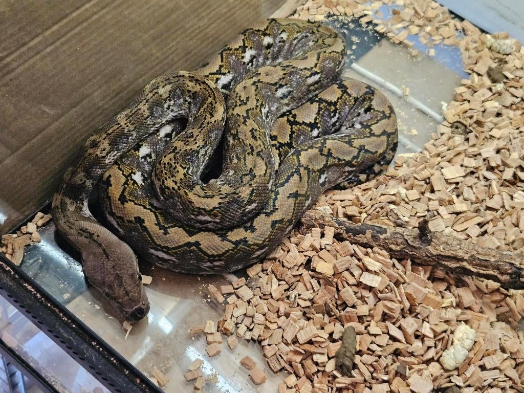 python reticulatus KAROMPA  super nain, Animaux & Accessoires