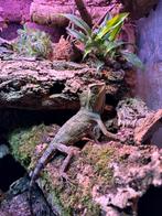 Gonocephalus femelle, Lézard, Domestique, 0 à 2 ans