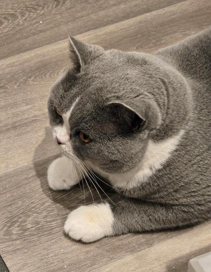 Brits korthaar kater blauw/wit met stamboom, Dieren en Toebehoren, Katten en Kittens | Raskatten | Korthaar, Kater, 0 tot 2 jaar