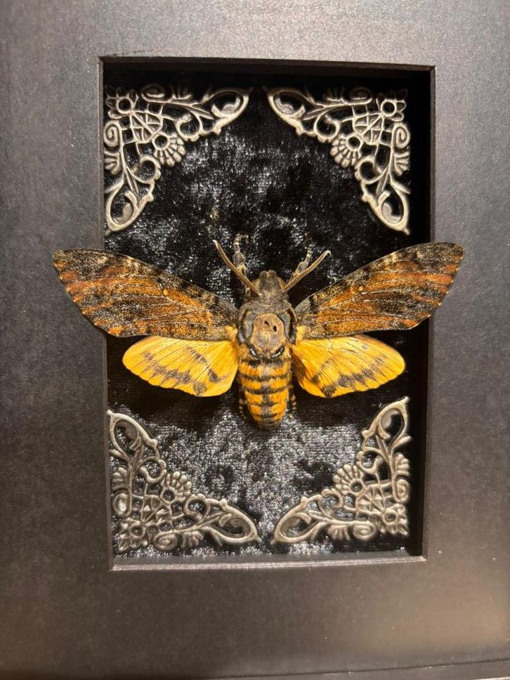 Ingelijste Death Moth, Verzamelen, Dierenverzamelingen, Nieuw, Opgezet dier, Insect, Ophalen of Verzenden