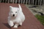 Prachtige West Highland White Terriër (Westie) met stamboom, Dieren en Toebehoren, Honden | Jack Russells en Terriërs, Parvo, België