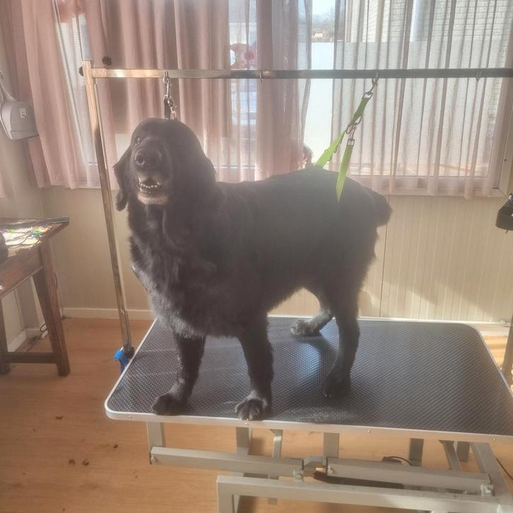 Trimsalon cynthia's hondenstudio maastricht, Dieren en Toebehoren, Honden-accessoires, Ophalen