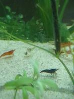 Garnalenmix, Dieren en Toebehoren, Kreeft, Krab of Garnaal, Zoetwatervis