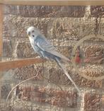 parkiet, Mâle, Perruche, Bagué