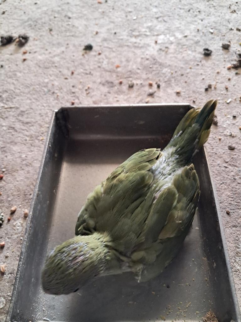 Baby halsbandparkieten, Dieren en Toebehoren, Vogels | Parkieten en Papegaaien, Geslacht onbekend, Parkiet, Geringd