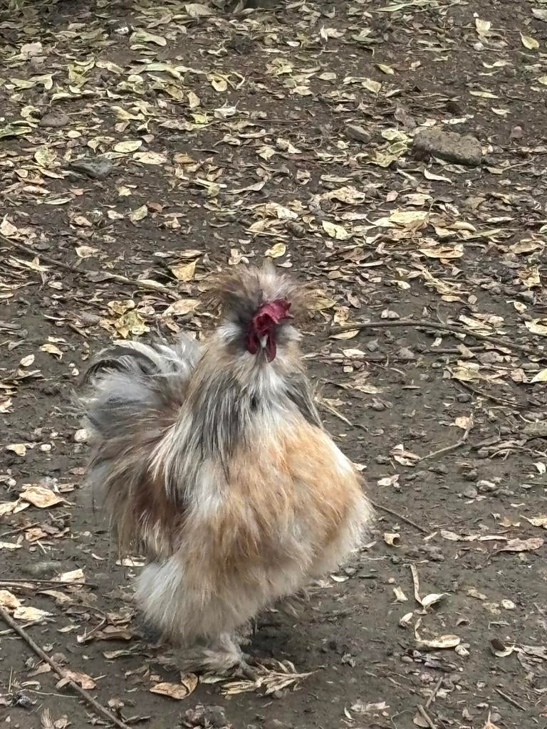 Zijdehoen haan, Dieren en Toebehoren, Mannelijk, Kip