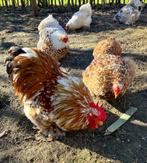Cochin kriel broedeitjes te koop, Dieren en Toebehoren, Pluimvee