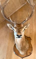 Mooie Grote Hertekop op de volledige originele plank, Verzamelen, Dierenverzamelingen, Ophalen, Gebruikt, Hert, Gewei of Kop