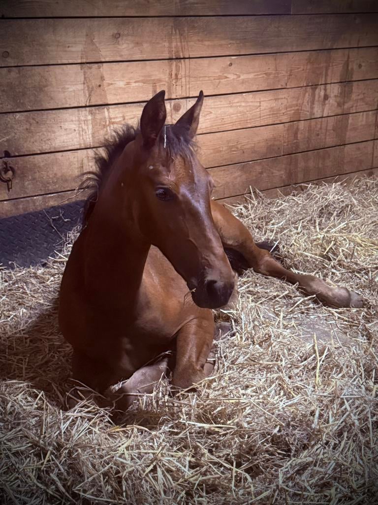 Jaarlinger hengst PRE, Dieren en Toebehoren, Paarden, Hengst