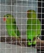 Bewezen koppel Taranta ‘s 100€, Meerdere dieren, Dwergpapegaai of Agapornis, Geringd