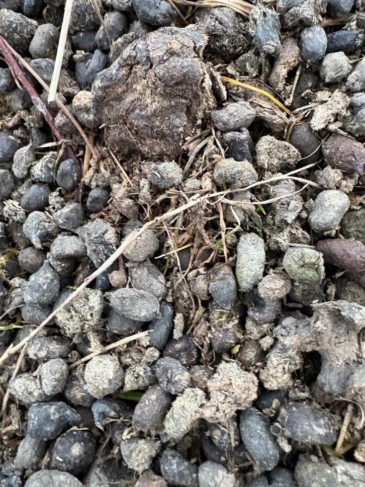 zuivere alpacamest, Jardin & Terrasse, Terre & Fumier, Fumier, Enlèvement