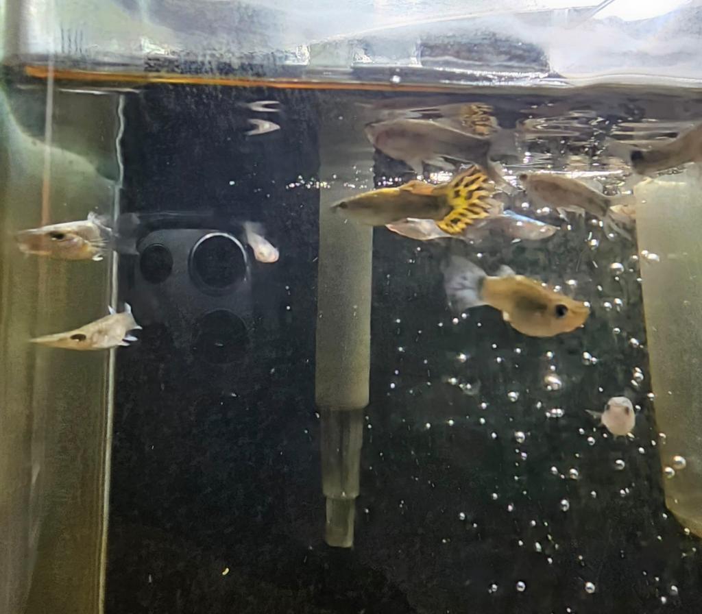 Poissons Guppy et 1 Ramirezi, Poisson