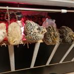 Kwartels 4 weken, Animaux & Accessoires, Sexe inconnu