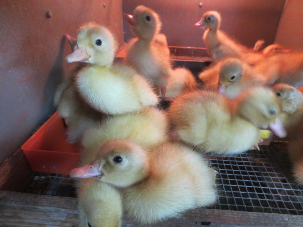 eenden kuikens  4 Euro stuk, Dieren en Toebehoren, Meerdere dieren, Eend